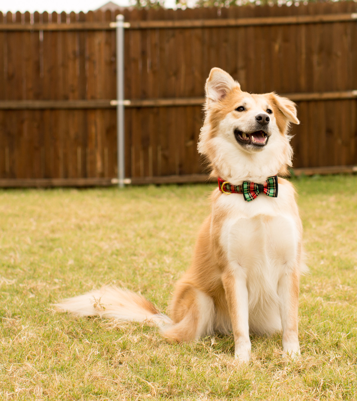 Calm, trained dog sitting in the fenced grassy yard of the Heaven Sent K-9 training ranch