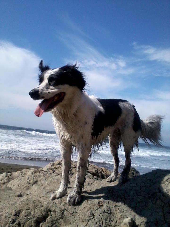 A happy border collie on the beach