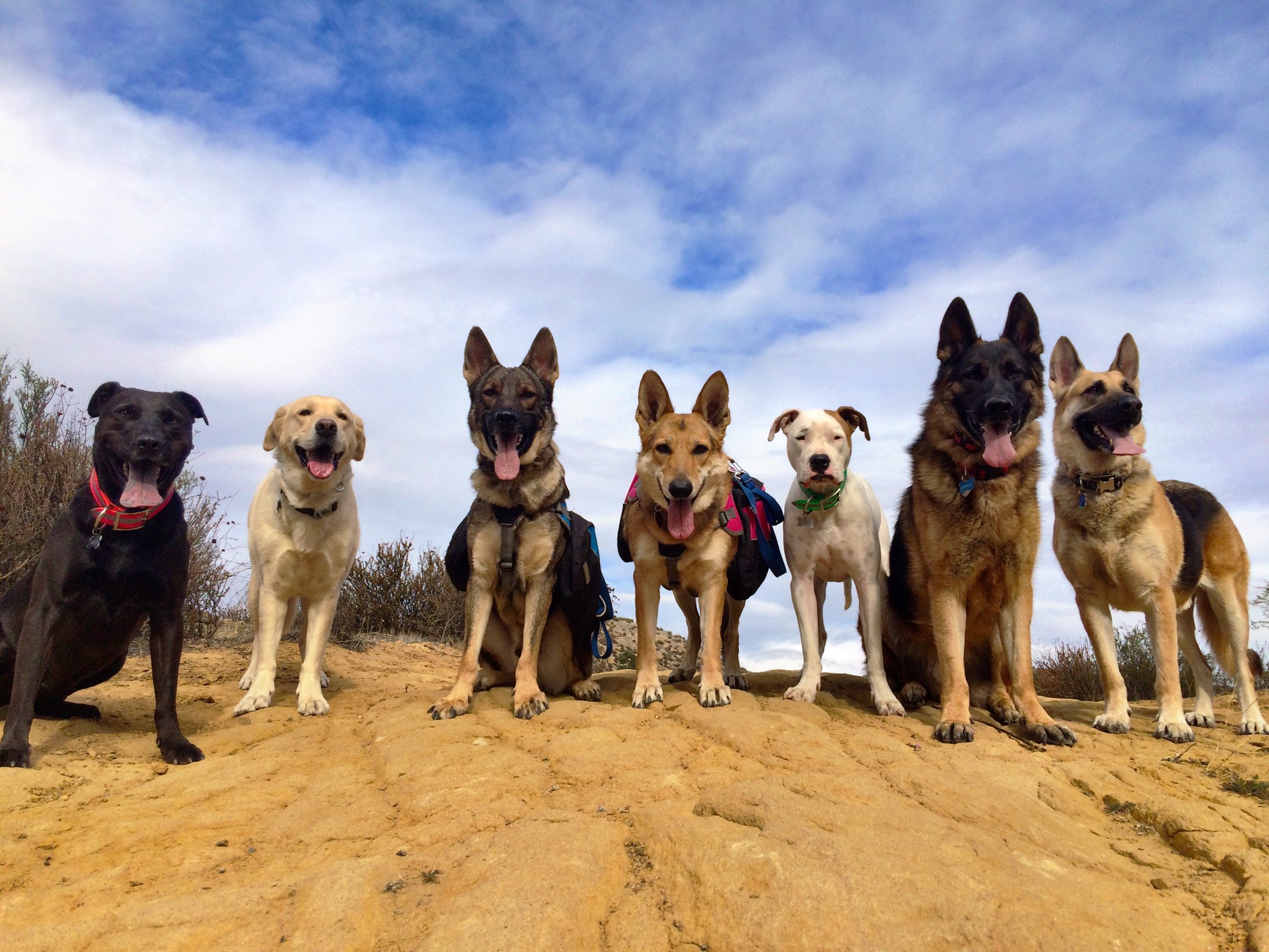 A line of off leash trained dogs on a trail