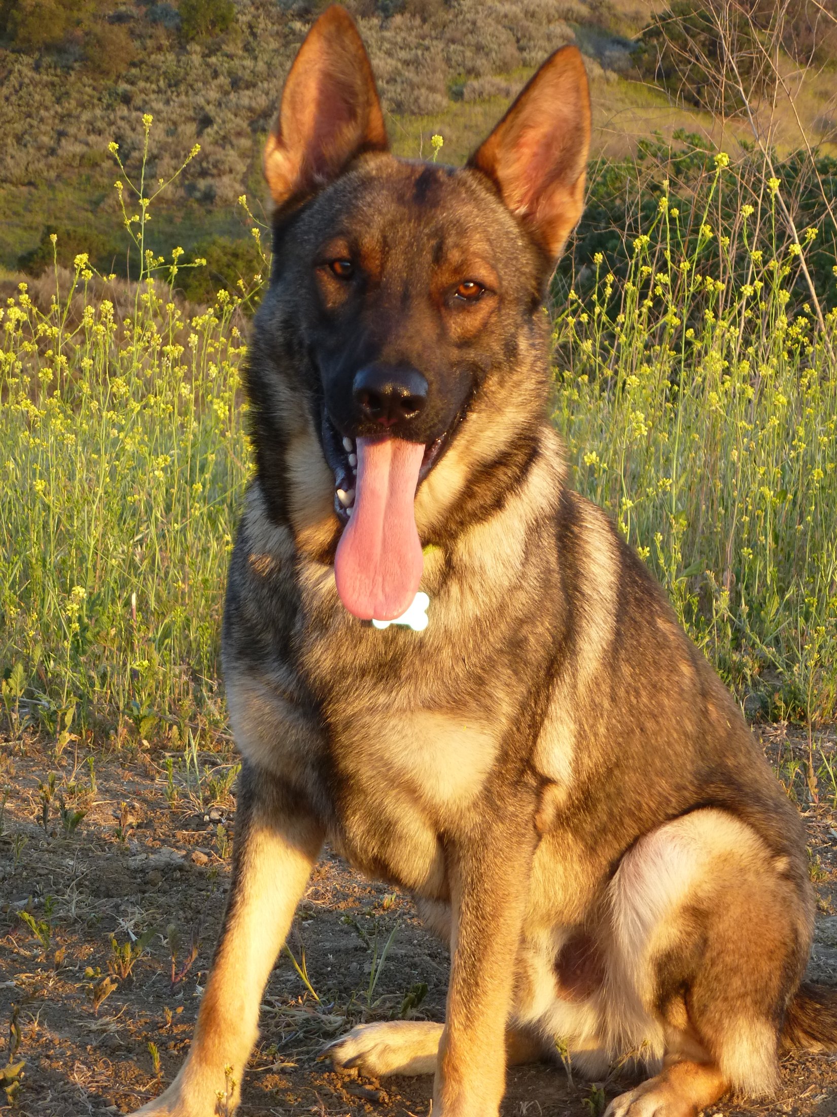 A German Shepherd sitting calmly in a field of poppies