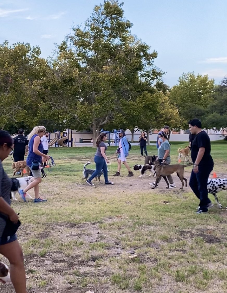 A dog training group class in a park