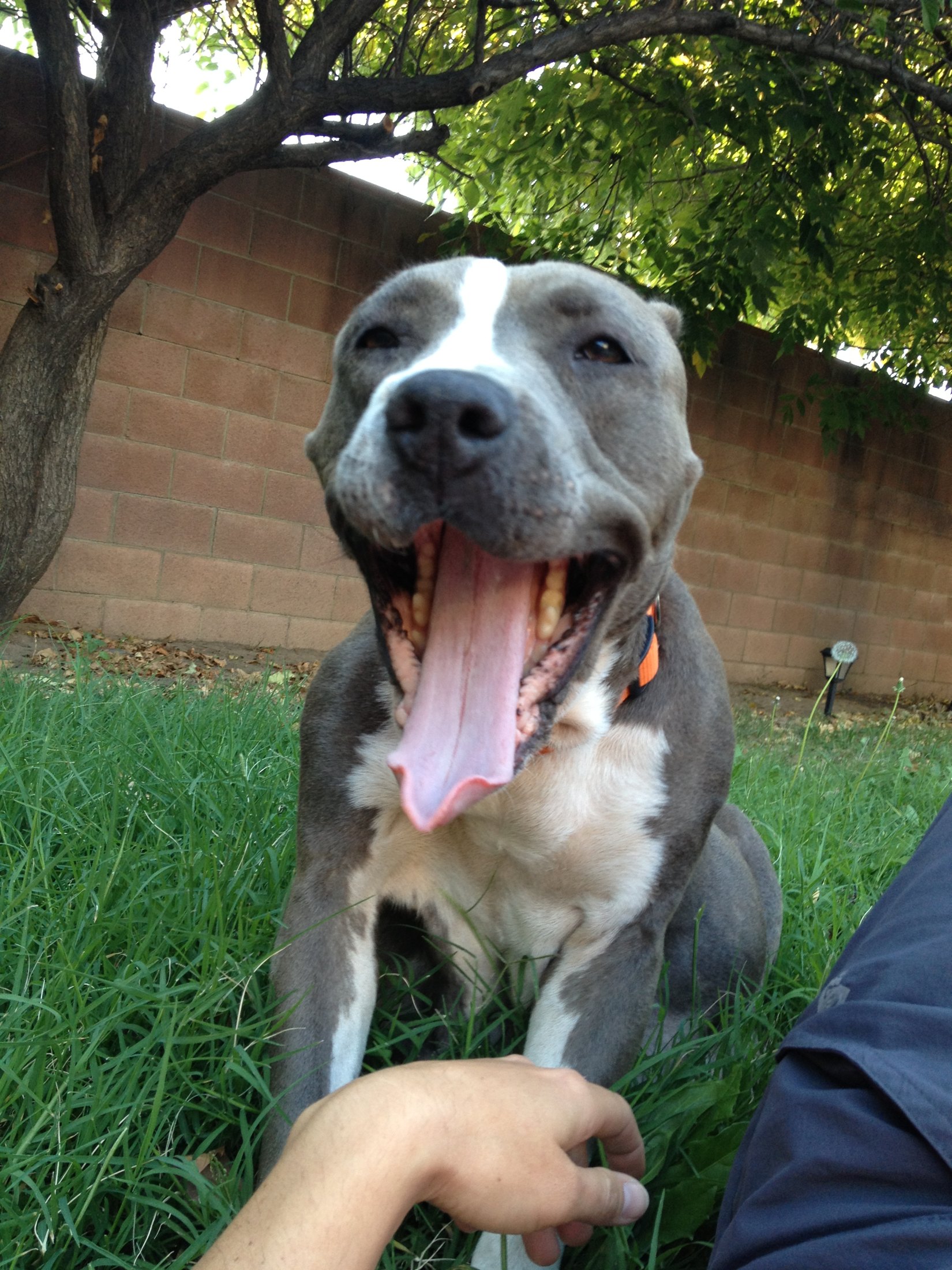A blissful dog getting a chin scratch