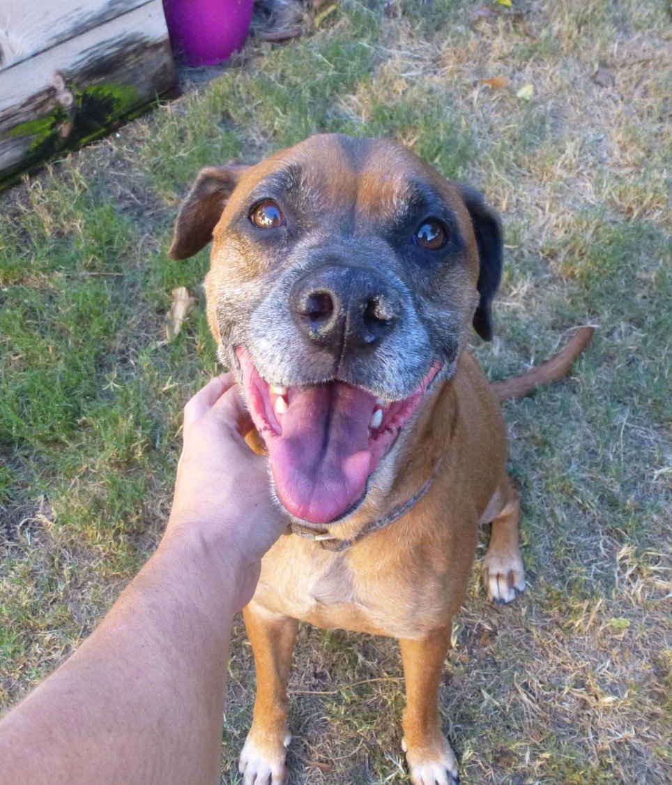 A close up of a happy, relaxed dog