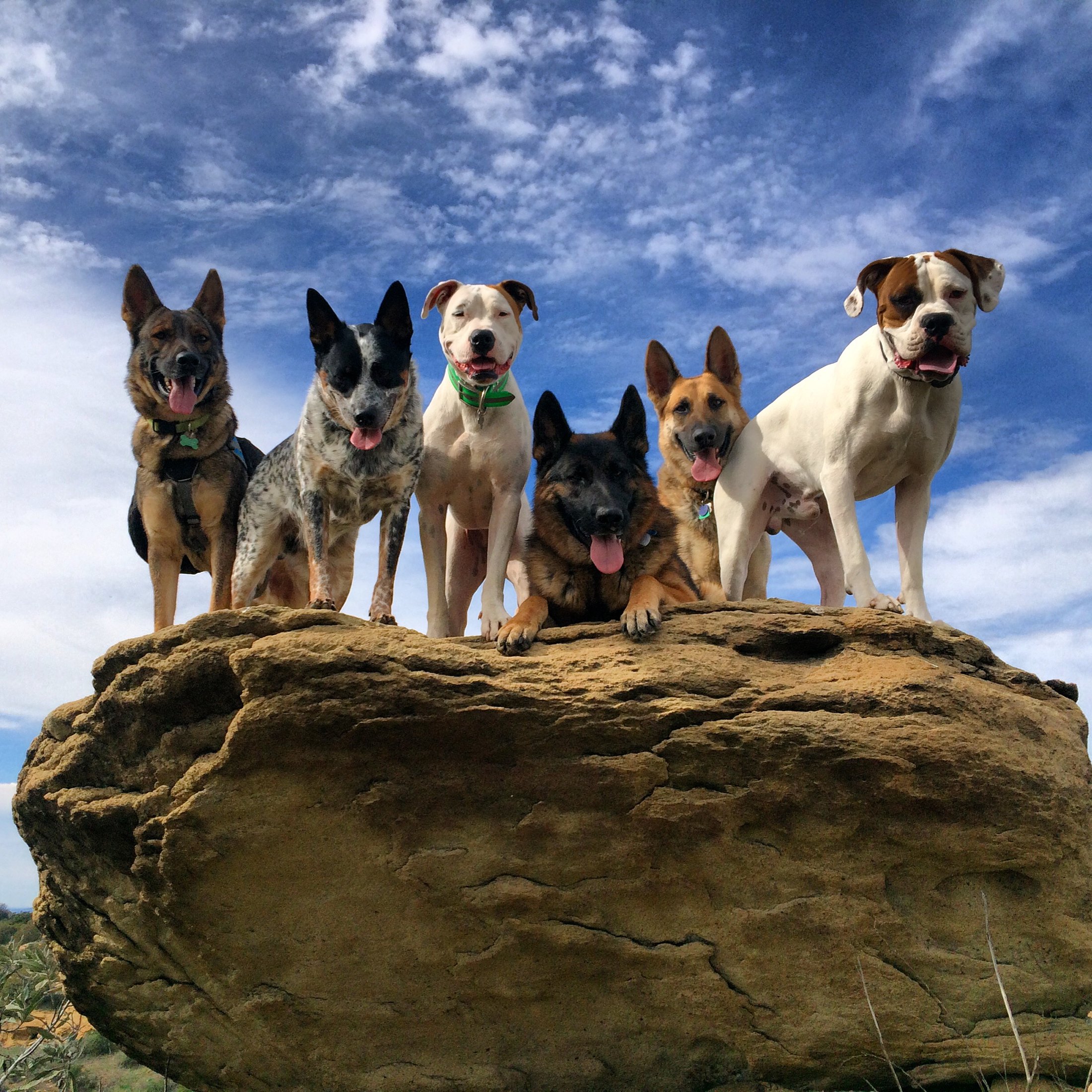 Four calm, well trained dogs sitting together on a rock in the San Fernando Valley after behavior training with Pet Peeves Training