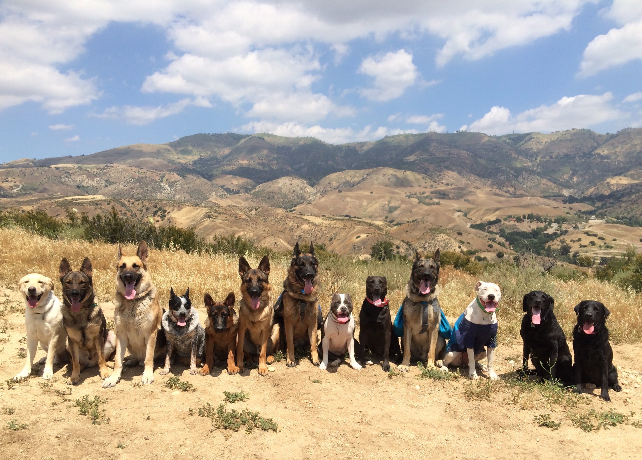 Off leash dogs on a hilltop with mountains behind
