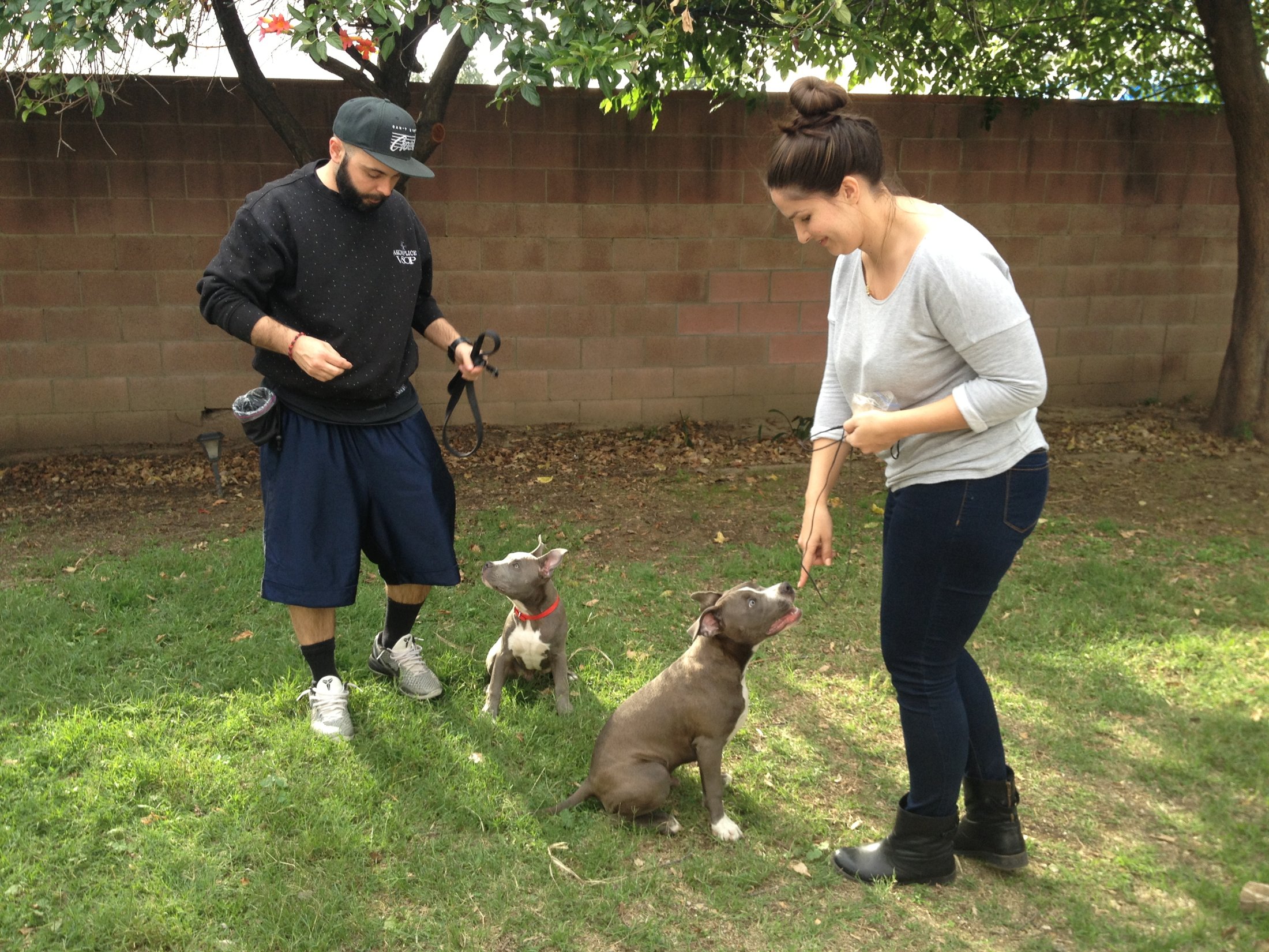 In home private dog training lesson in a backyard