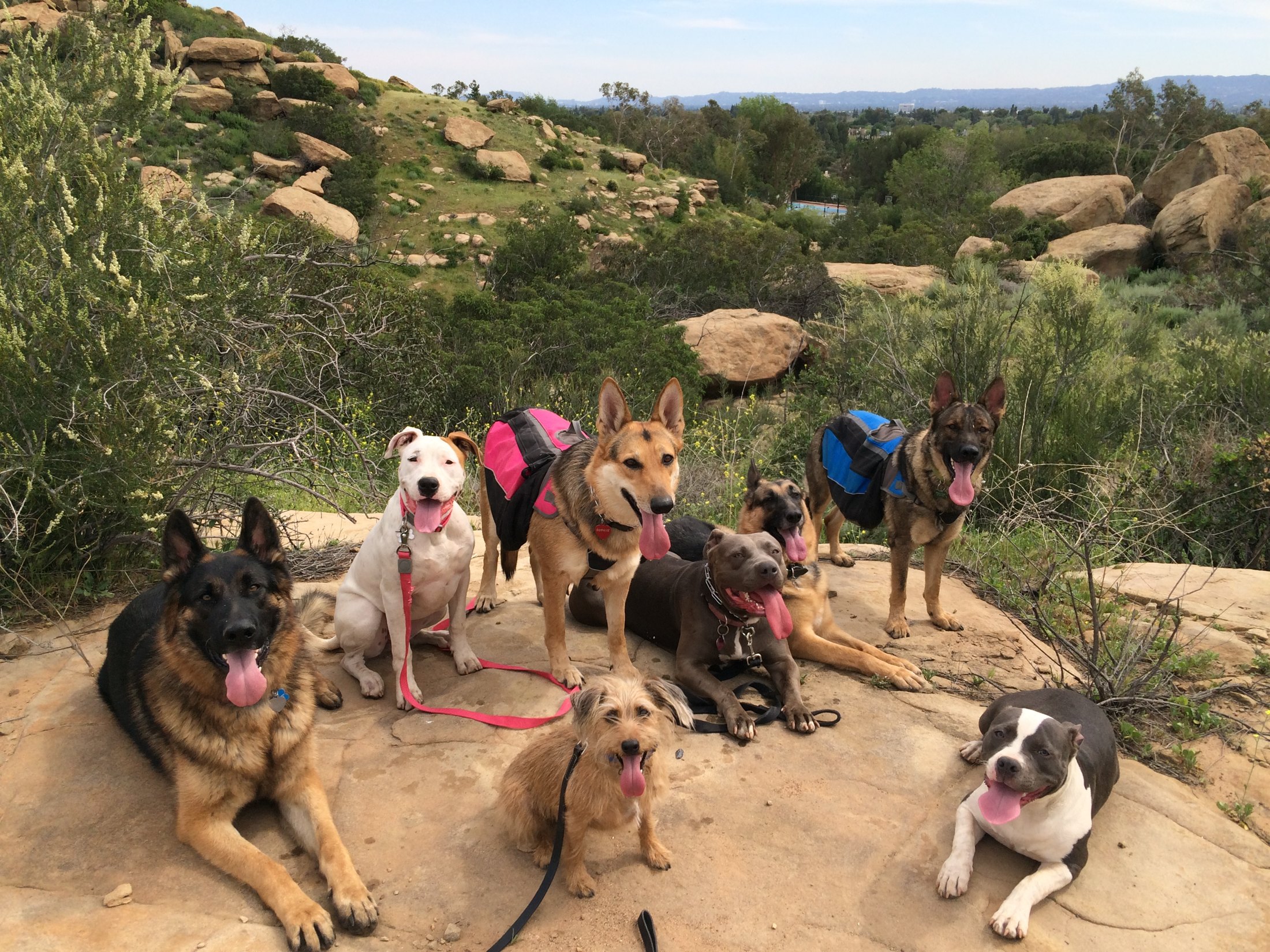 Dogs and their owners together on a trail