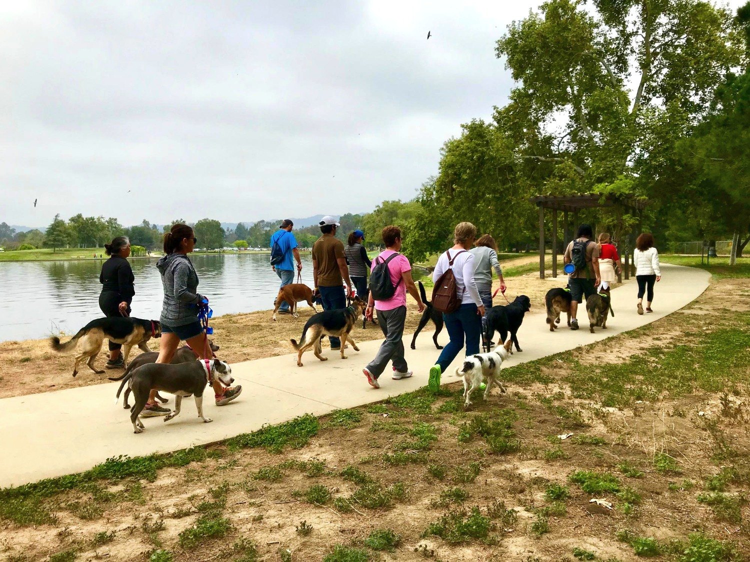 A pack of dogs on a lakeside hike