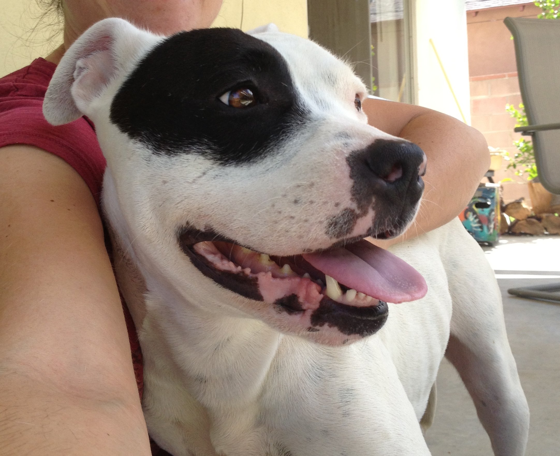 A joyful pit bull being hugged by its owner