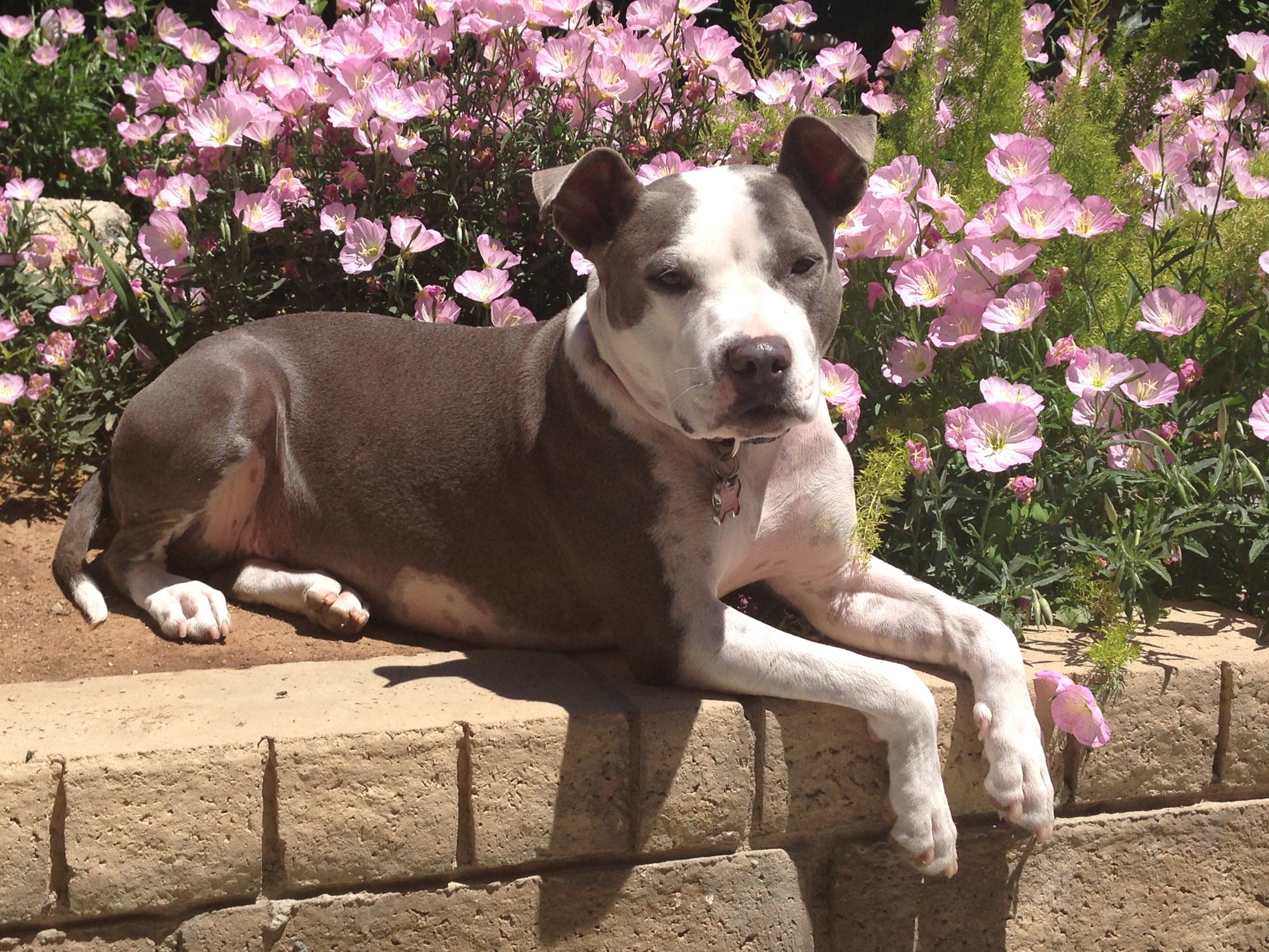 A relaxed dog resting outdoors after aggression rehabilitation