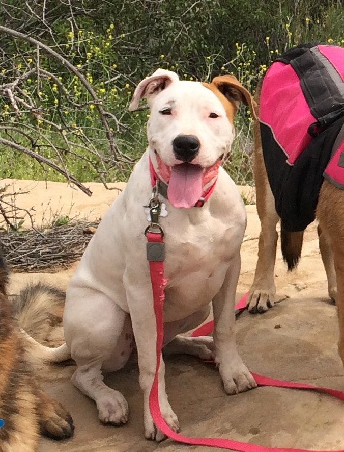 A calm dog sitting on a trail after reactivity training