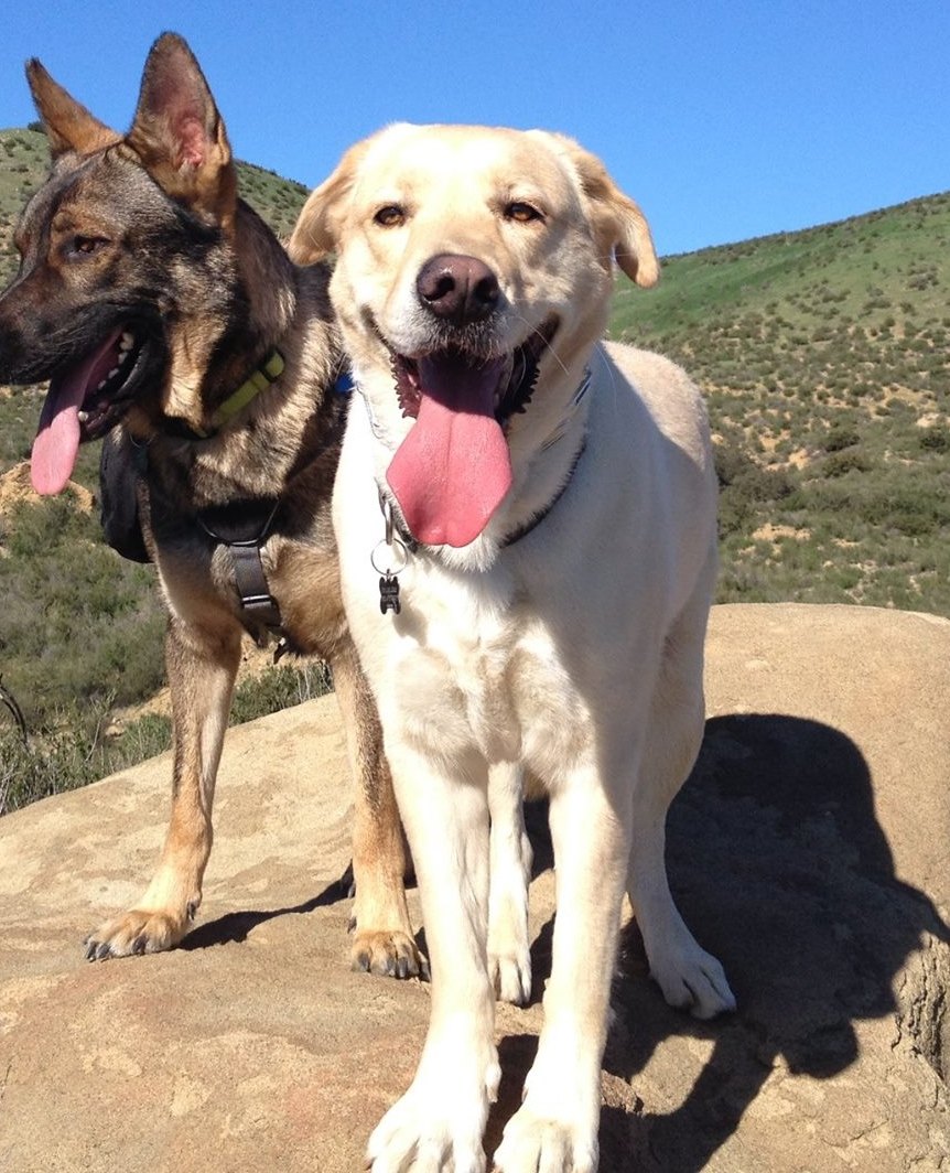 Two calm dogs sitting together outdoors