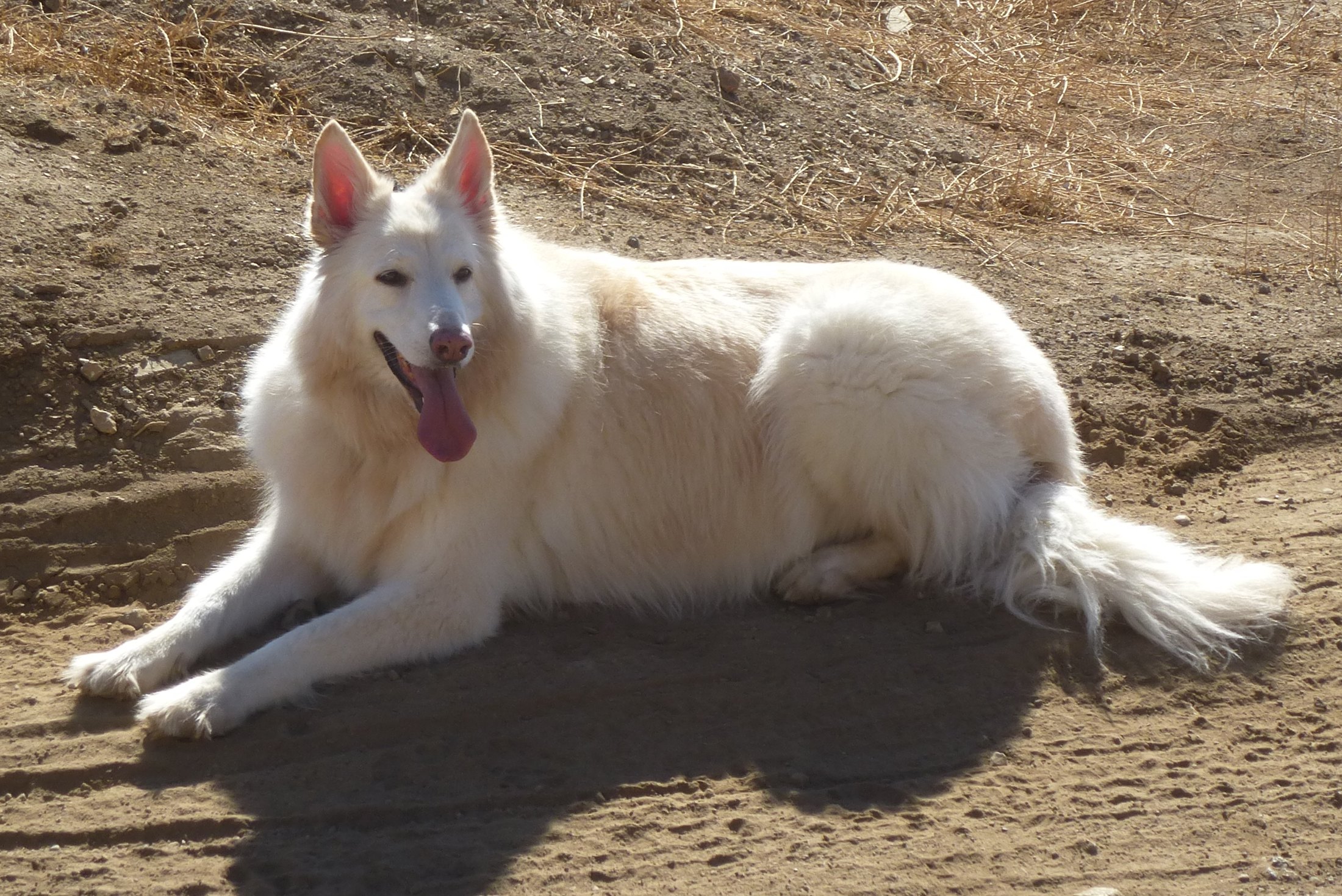 A serene white shepherd lying down calmly after anxiety training